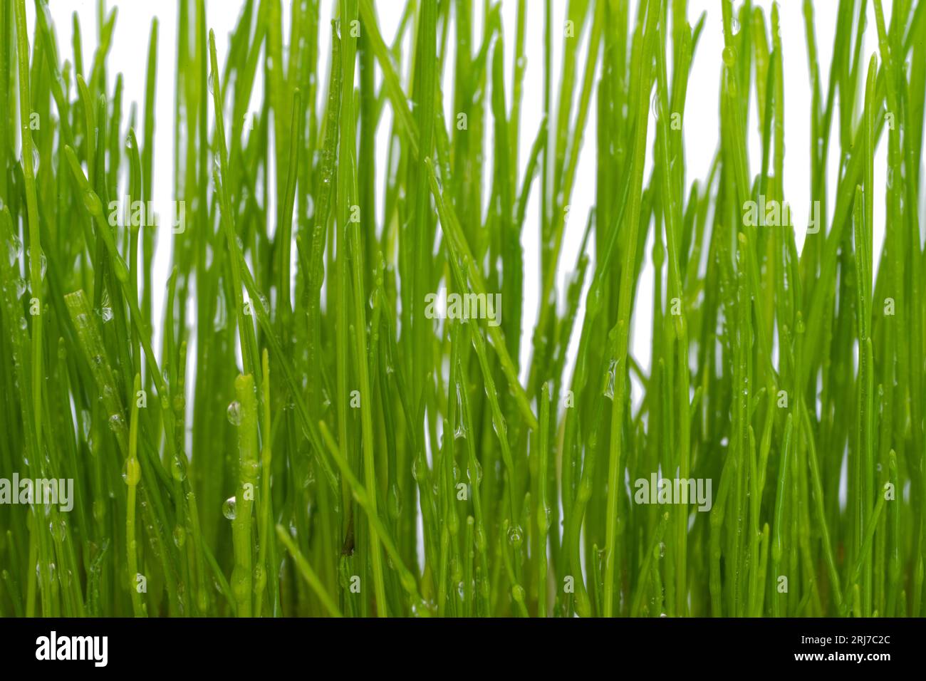 green grass with water drops isolated on white background Stock Photo ...