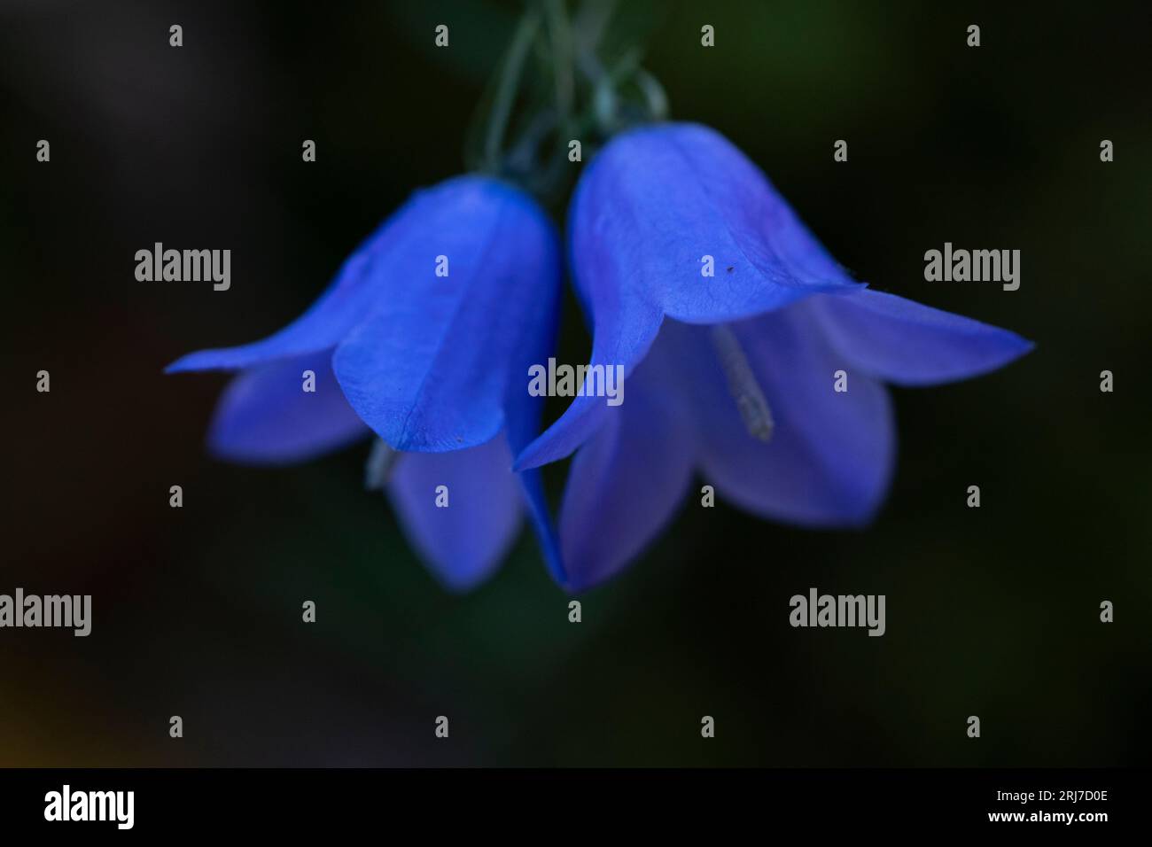 Campanula rotundifolia Harebell wild nature flower blossoms  wallpaper photography for living or kitchen room Stock Photo
