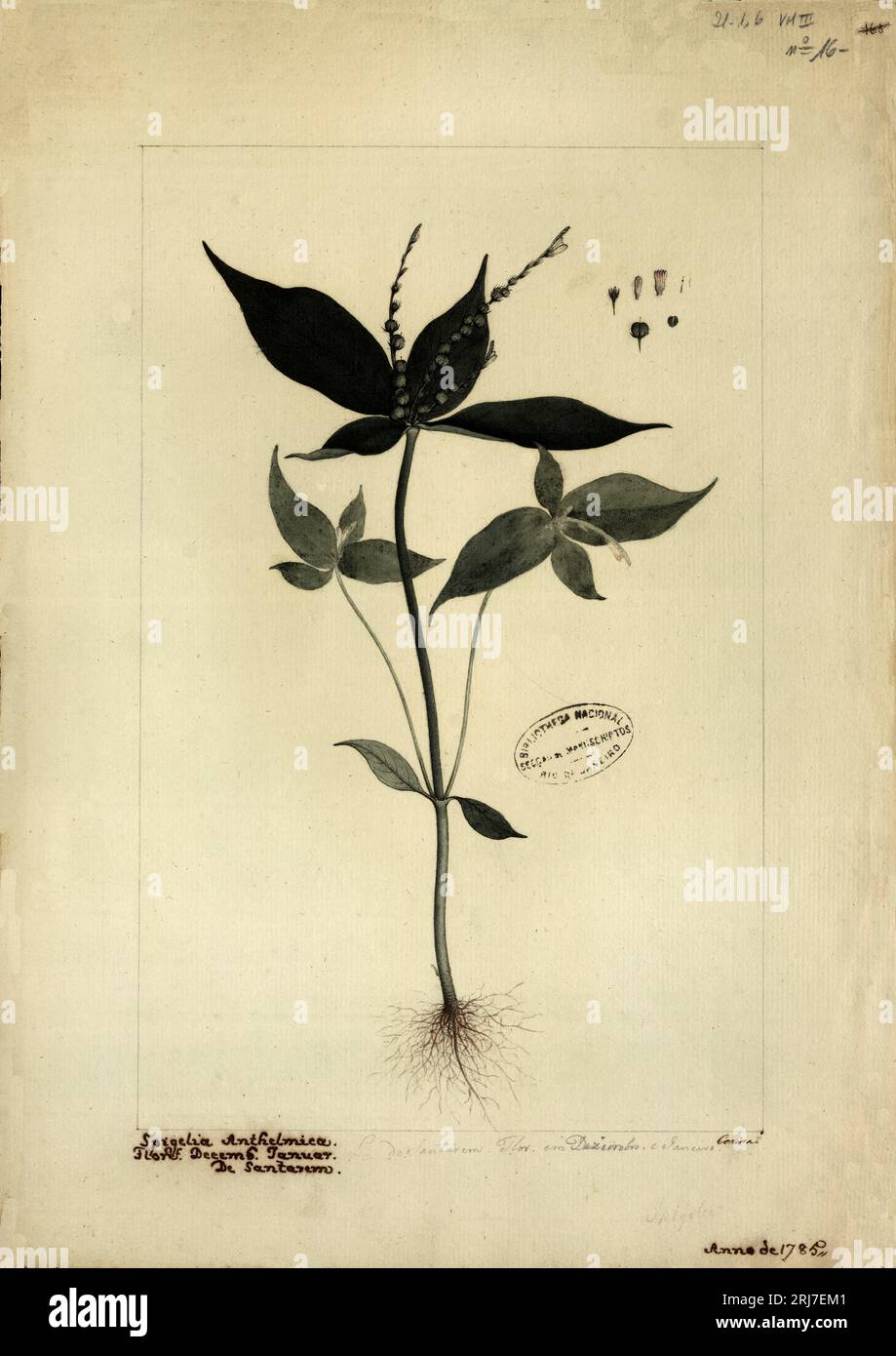 (Spigelia anthelmintica, L) 1785 by Joaquim José Codina Stock Photo