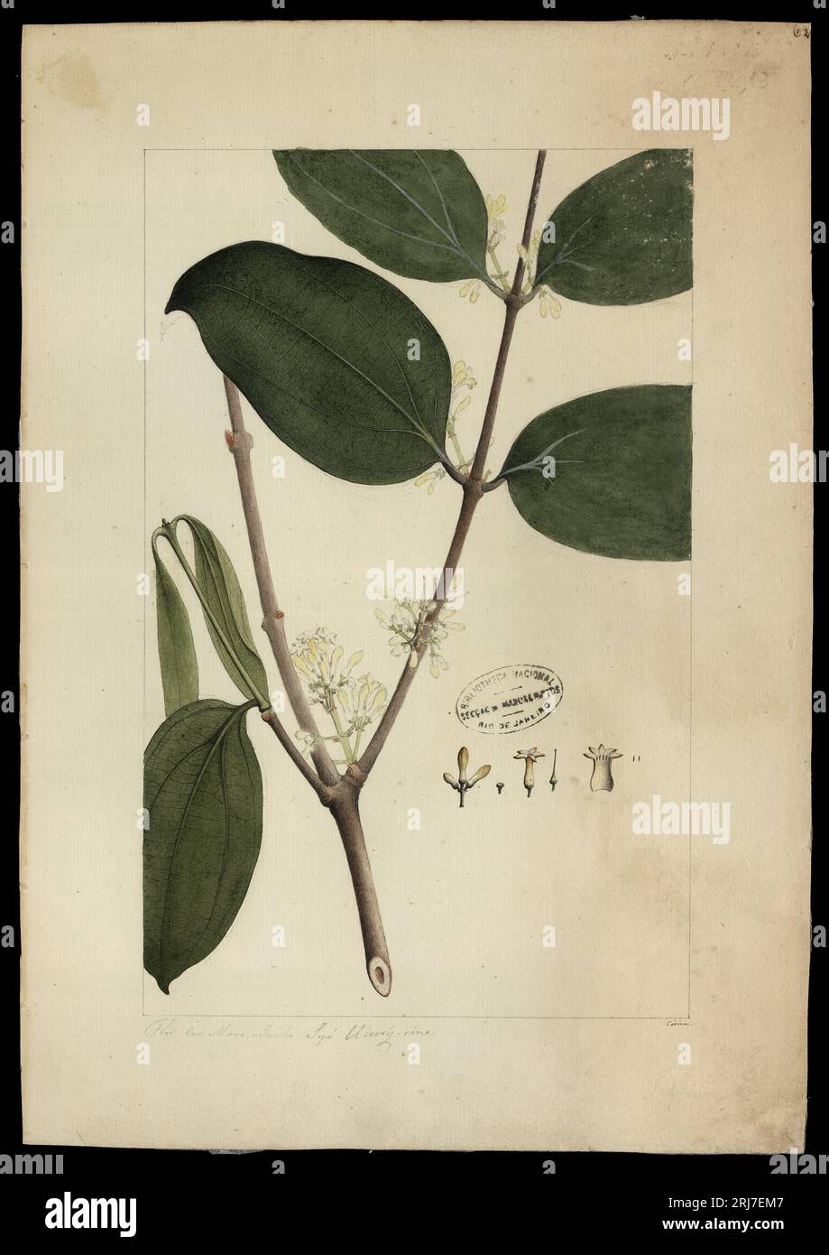 (Strychnos smilacina, Benth) 18th century by Joaquim José Codina Stock Photo