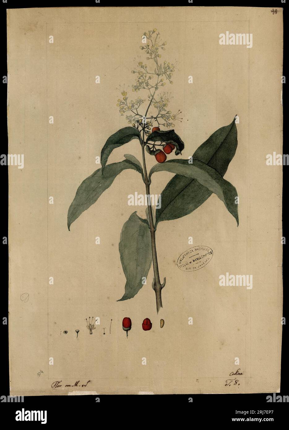 (Aegiphila) 18th century by Joaquim José Codina Stock Photo