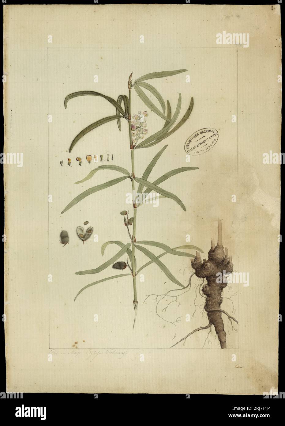 (Eriosema violaceum, E. Meyer) 18th century by Joaquim José Codina Stock Photo