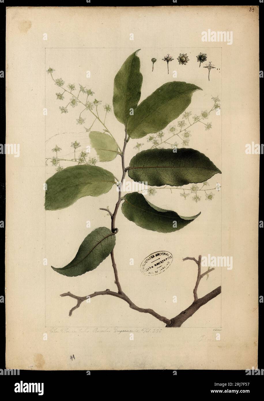 (Homalium pedicellatum, Benth) 18th century by Joaquim José Codina Stock Photo