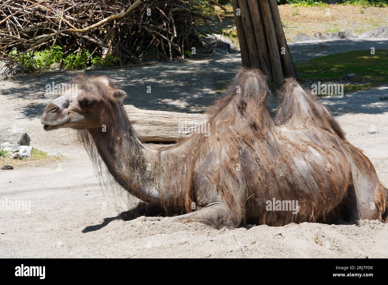 Bactrian camel in Latin called Camelus bactrianus is settled on the ground and is captured in side view. The animal is in the middle of the picture. Stock Photo