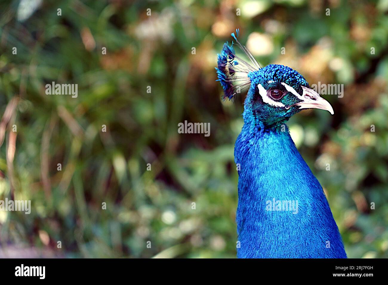 Head of male peacock, in other name Indian or common peafowl, in Latin