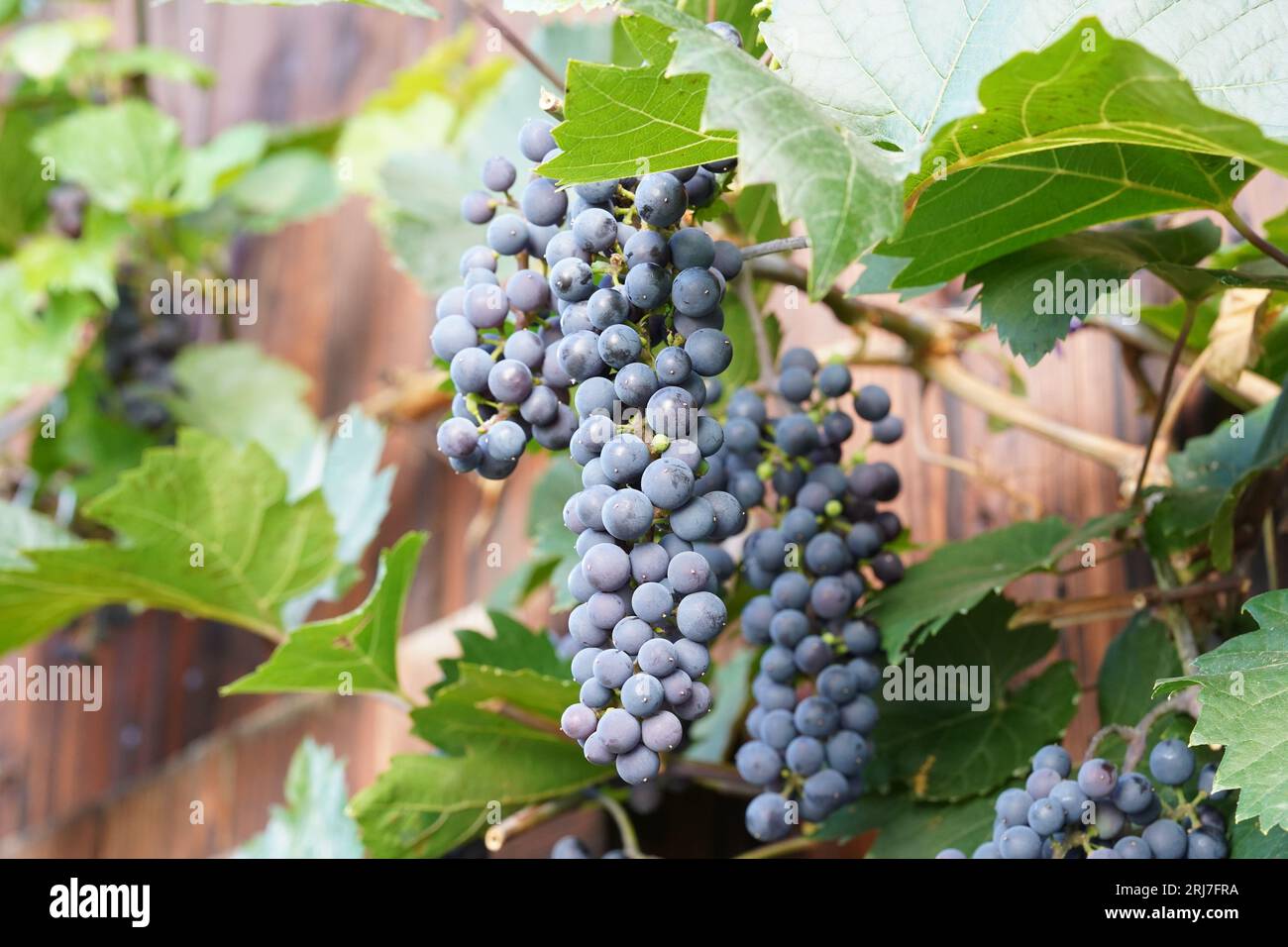 Cluster of black, or dark blue grapes, which are fruits of a plant called in Latin vitis vinifera, with some leaves on the background. Stock Photo