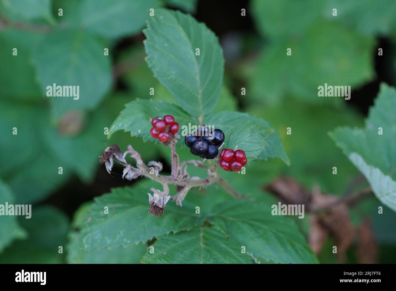 Cutout of a blackberry bush, in Latin it is genus Rubus, with some fruits in different colors. Stock Photo