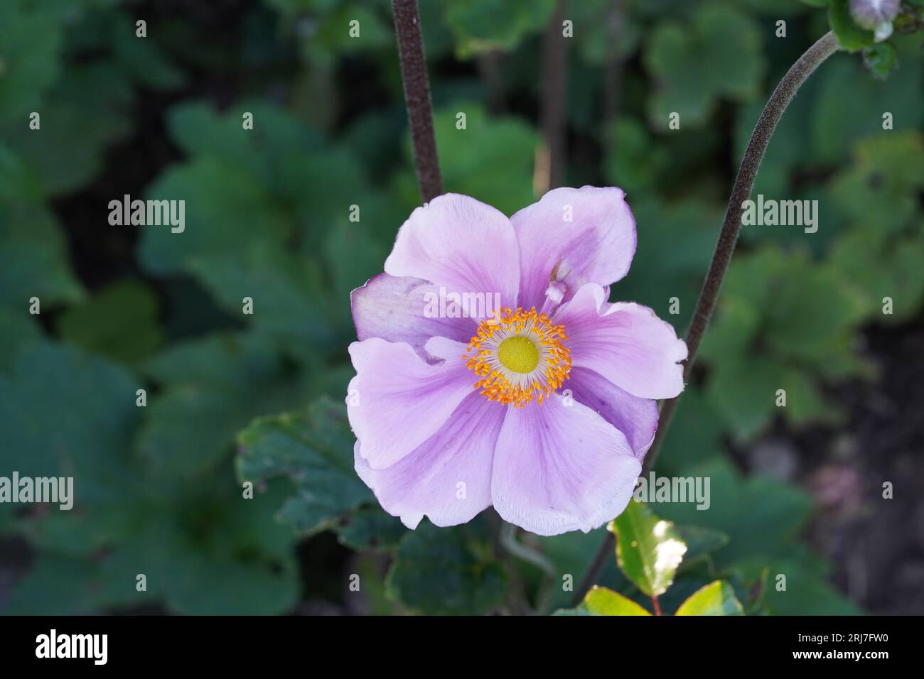 Windflower, in Latin called anemone plant in blossom. The flower has pale lila petals. There are defocused leaves and stems on the background. Stock Photo