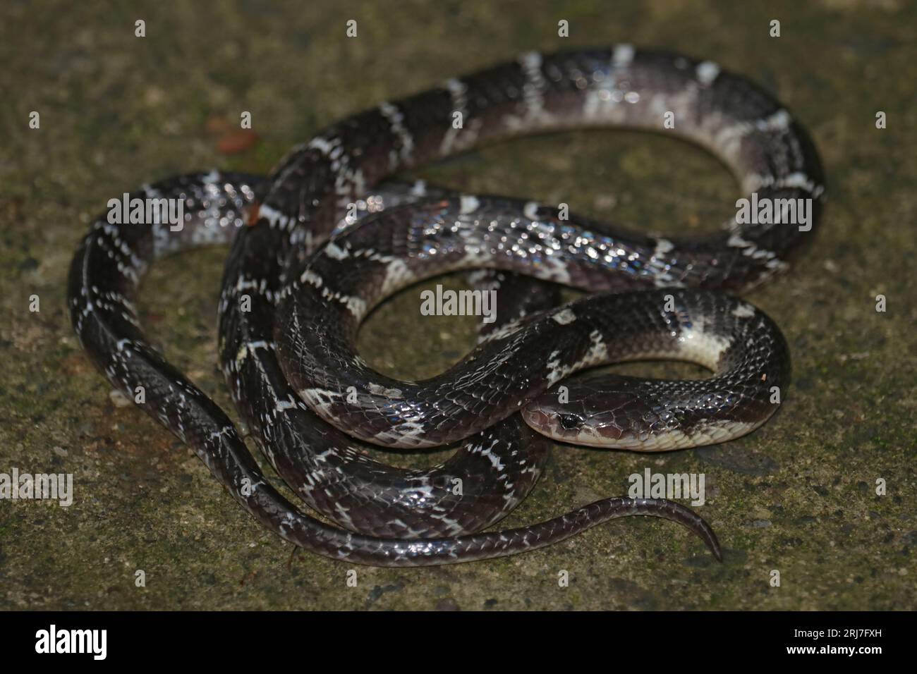 A nocturnal terrestrial elapid Common Krait (Bungarus caeruleus) Stock Photo