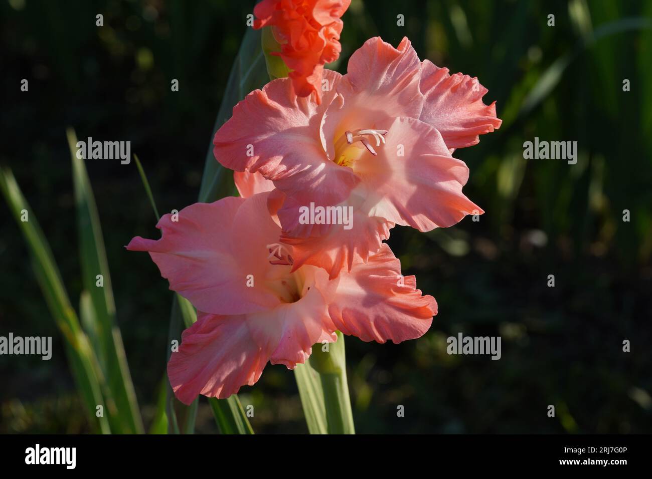 Pink gladiolus hybrid flowers growing  in natural condition on a field. Stock Photo