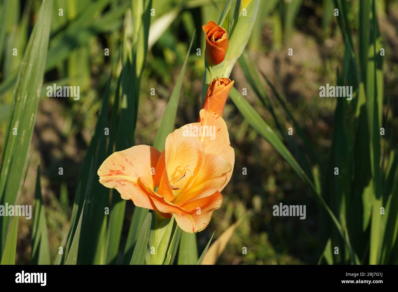 Apricot colored gladiolus hybrid flowers and buds on a stem growing  in natural condition on a field. Stock Photo