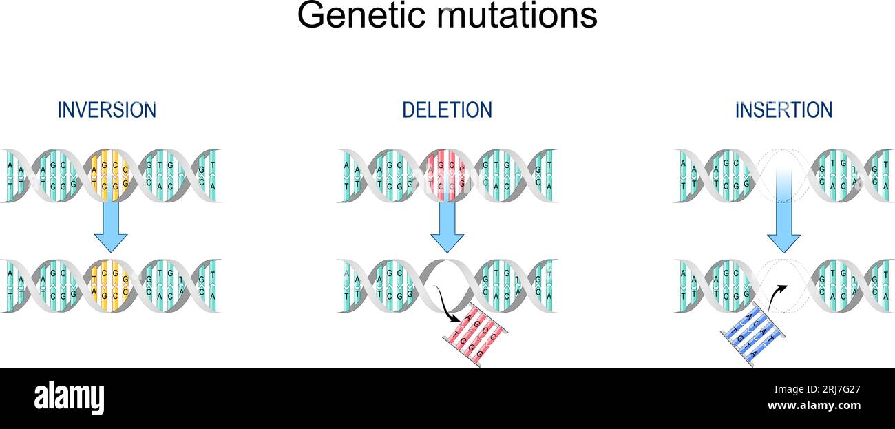 Gene mutation. Types of mutation: Insertion, Inversion, Deletion. Error during DNA replication. Normal DNA and helix with Mutated gene.  Biological ma Stock Vector