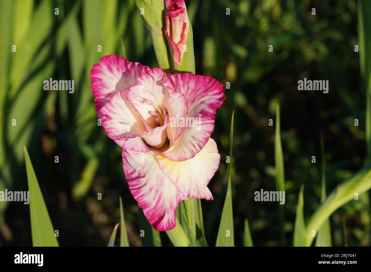 Gladiolus hybrid flowers with bicolor petals of fuchsia and white colors growing  in natural condition on a field. Stock Photo