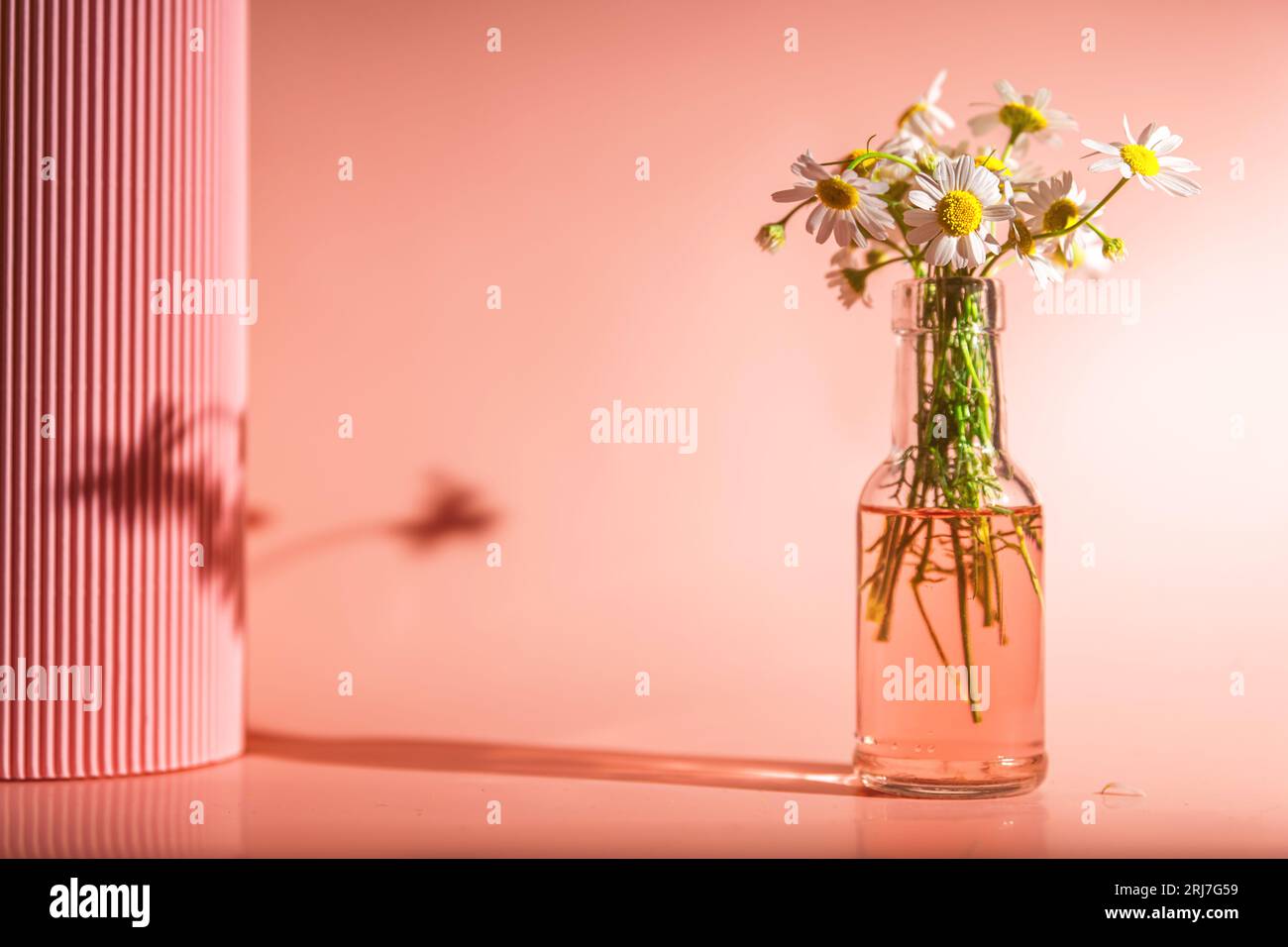 Delicate daisies in a vase on a pink background. barbie pink, aith copy space Stock Photo