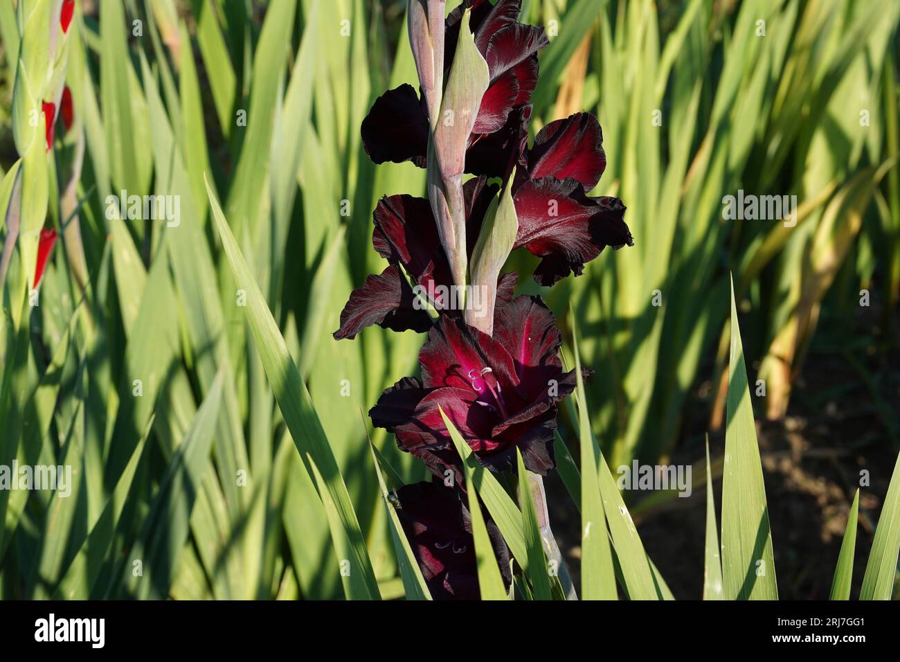 Dark red gladiolus hybrid flowers growing  in natural condition on a field. Stock Photo