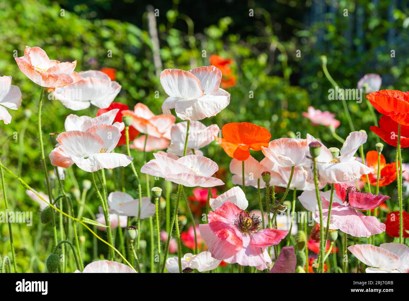 Beautiful poppies growing in hi-res stock photography and images - Alamy