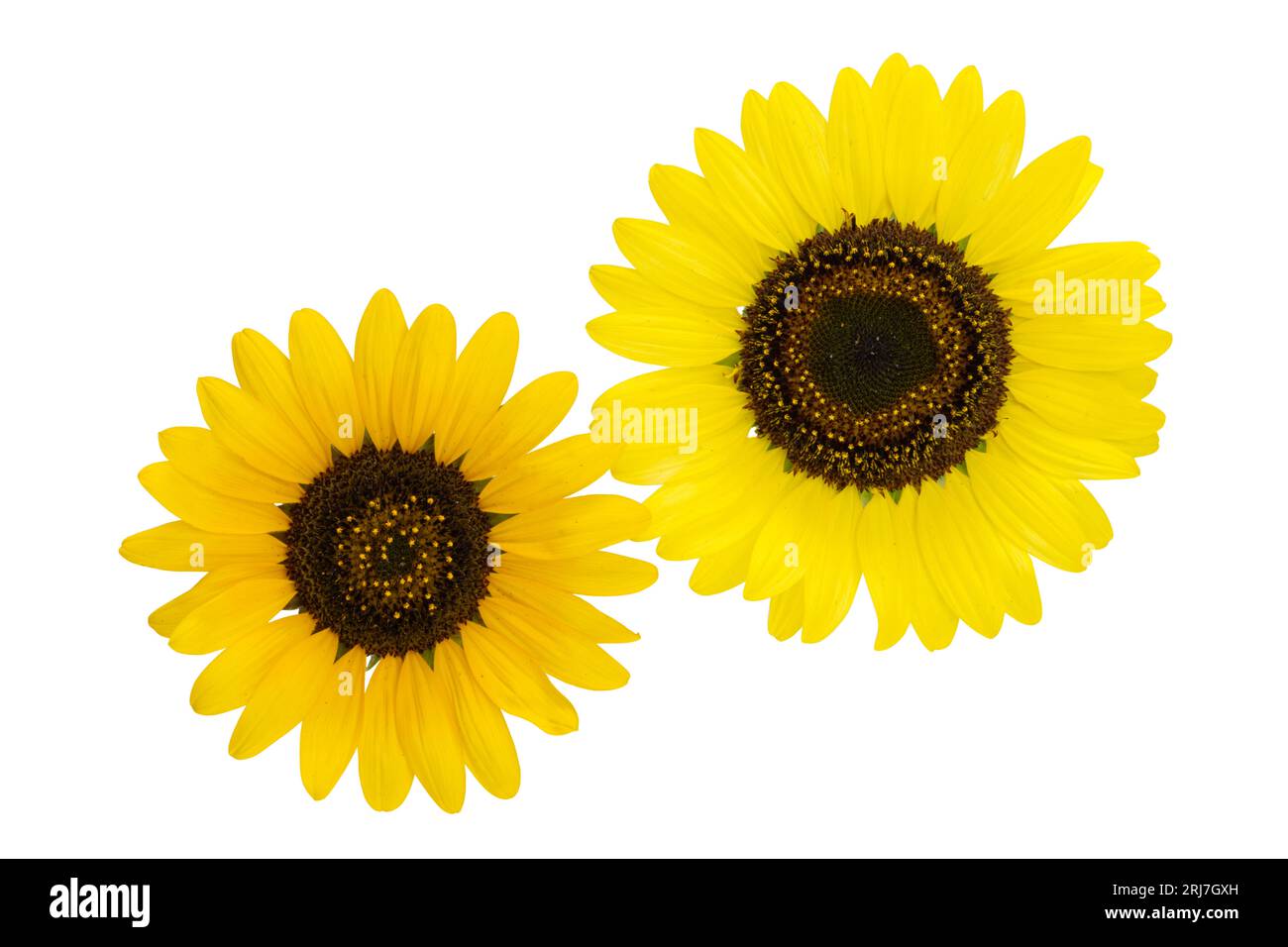 sunflower flowers isolated on white background Stock Photo - Alamy