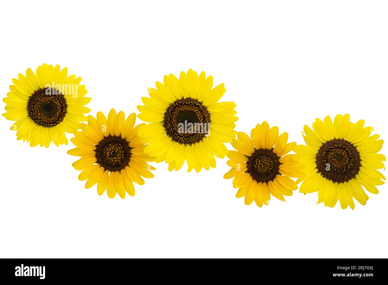 sunflower flowers isolated on white background Stock Photo - Alamy