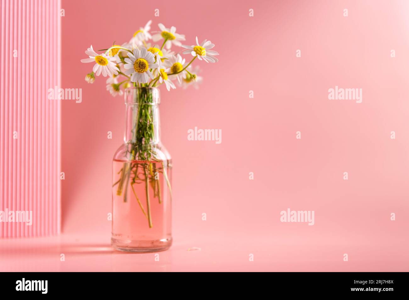 Delicate daisies in a vase on a pink background. barbie pink, aith copy space Stock Photo