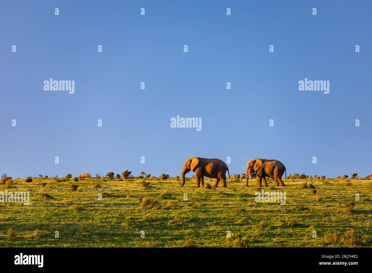 Elephants roaming the Addo elephant park in Eastern cape South Africa wildlife eco-tourism industry hospitality travel Stock Photo