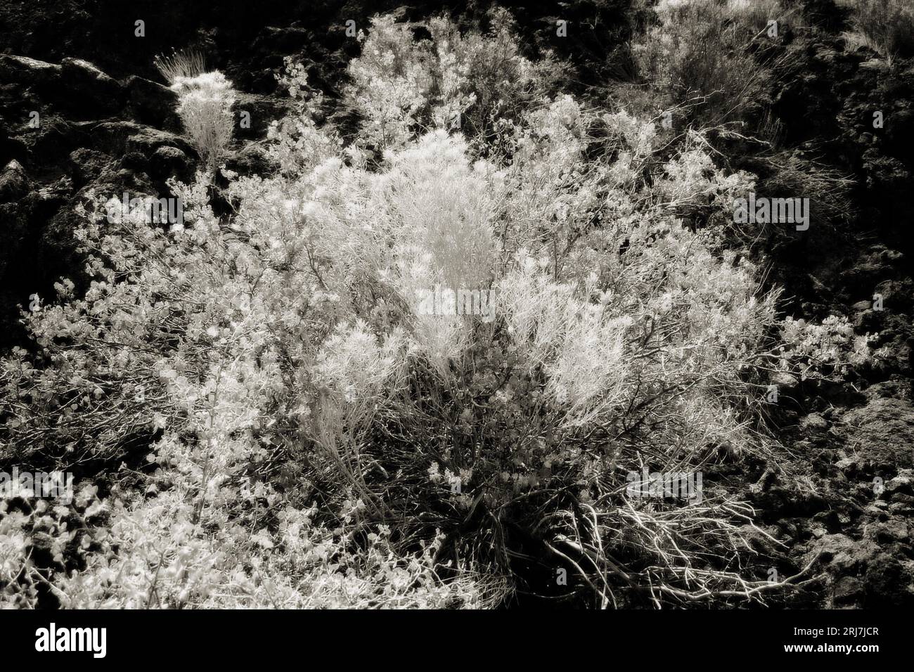 A Beautiful sunny day at Pilot Butte, Oregon, USA. Nature growing out