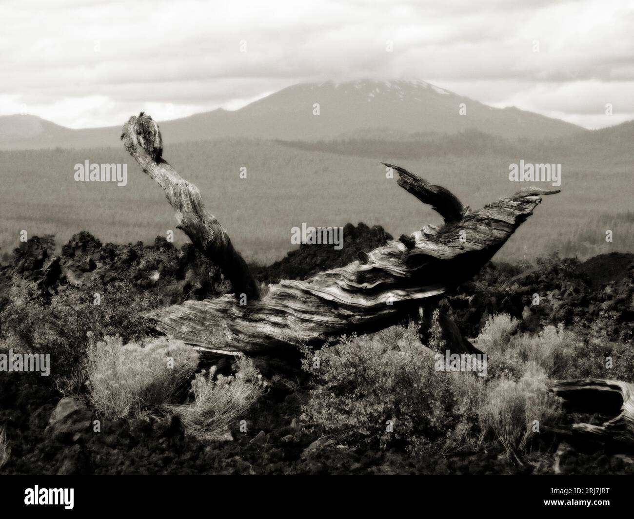 A Beautiful sunny day at Pilot Butte, Oregon, USA. Nature growing out