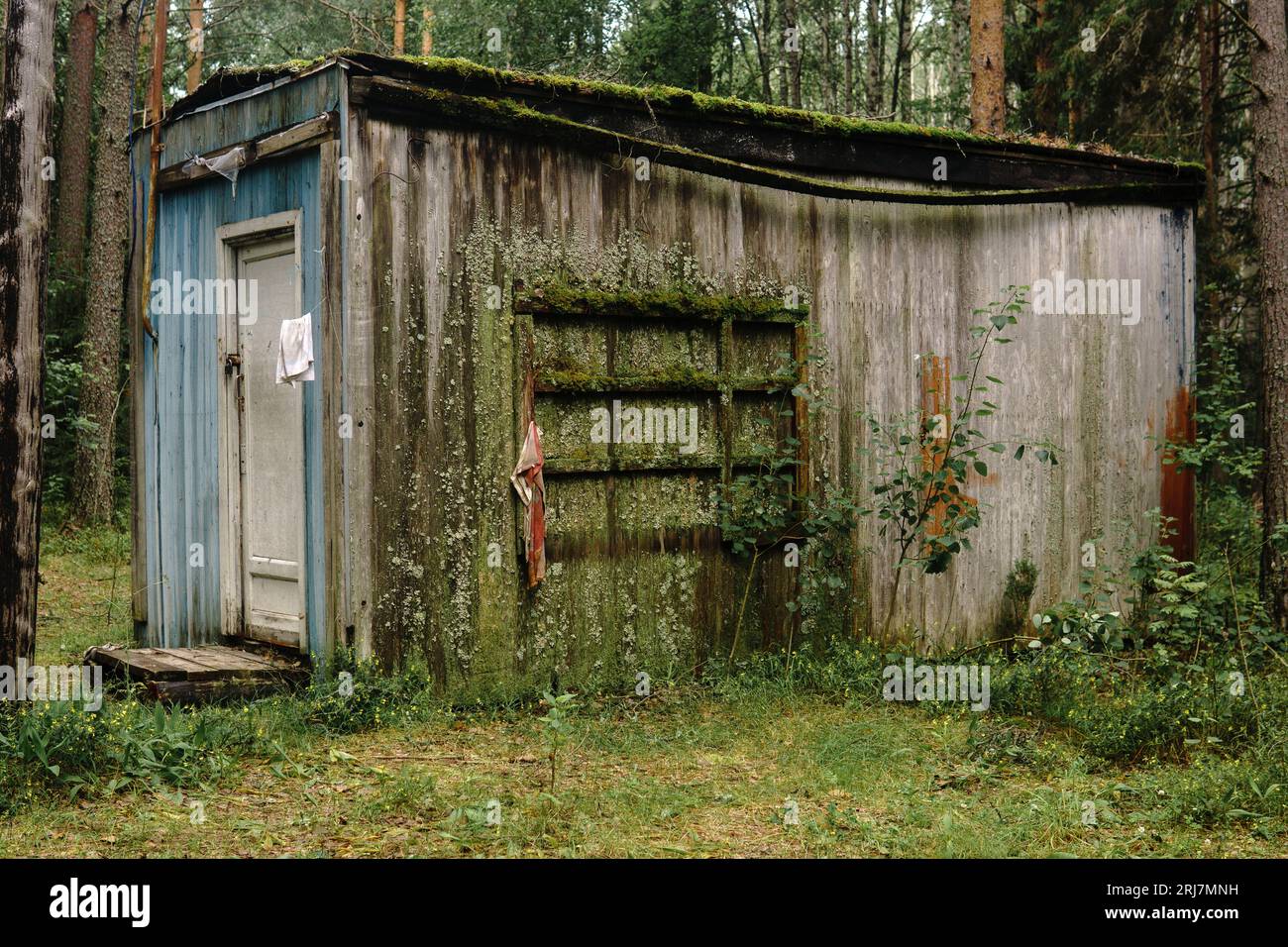 old hut in the forest covered with moss and lichens Stock Photo - Alamy