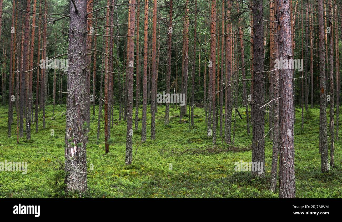 Boreal forest understory hi-res stock photography and images - Alamy