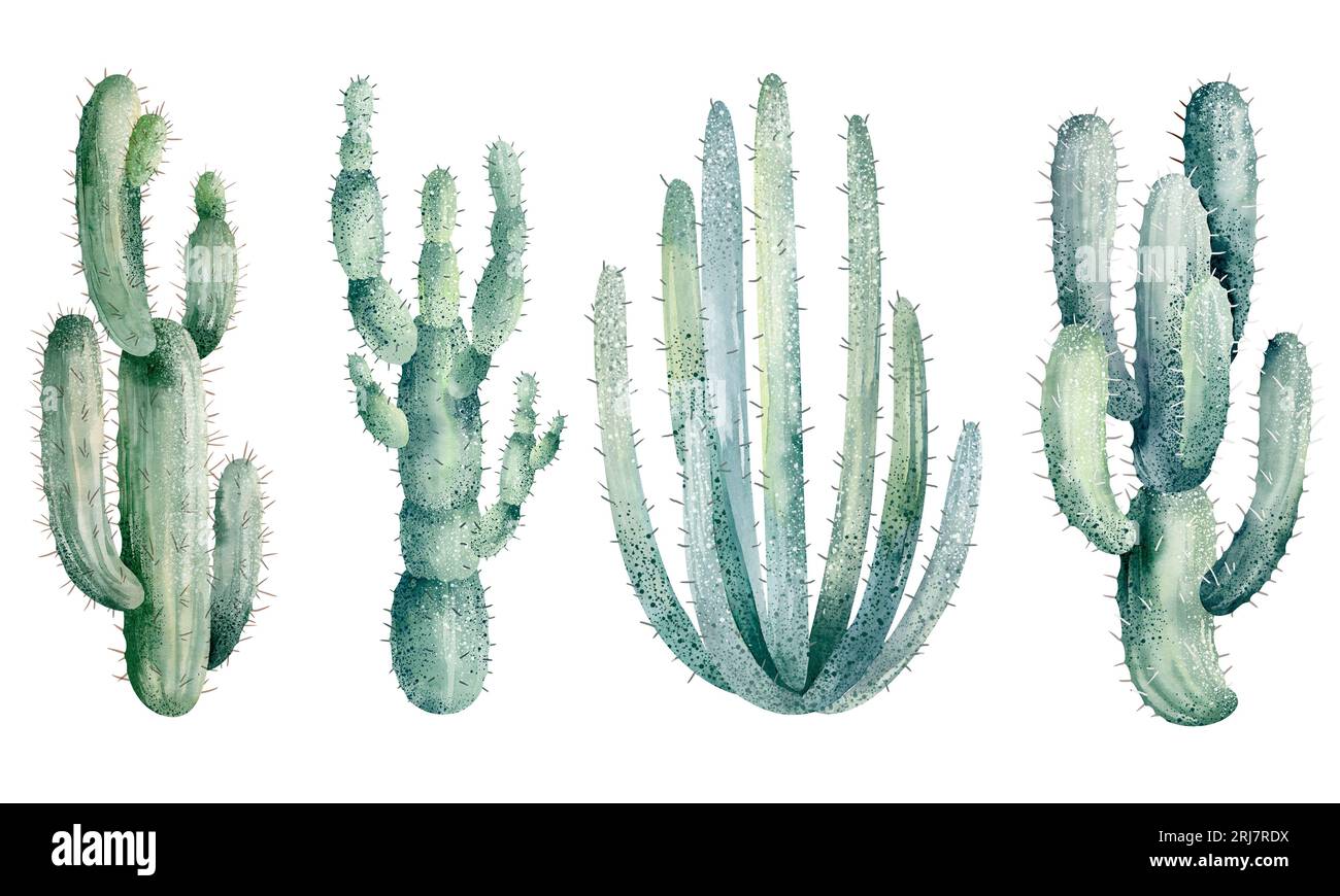 Watercolor illustration of cacti isolated on white background. Floral ...