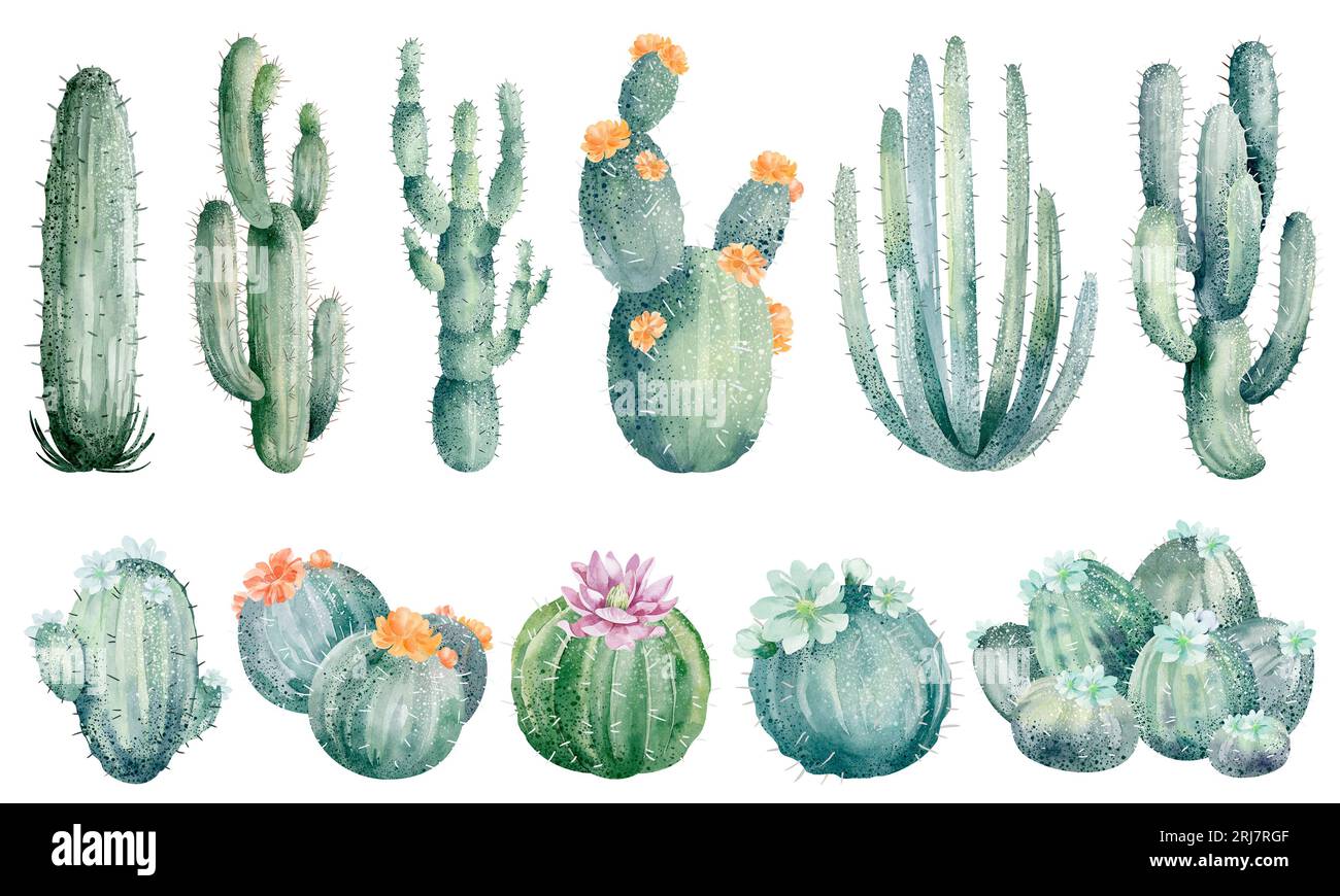 Watercolor illustration of cacti isolated on white background. Floral ...