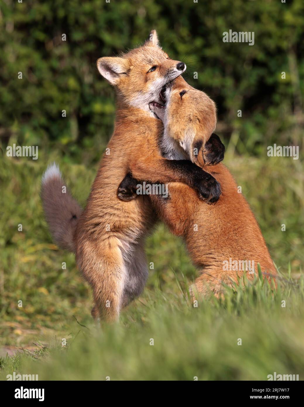 Toe to Toe Kits Stock Photo