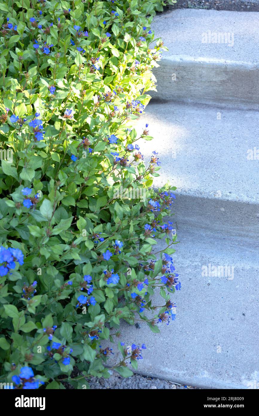 Ceratostigma plumbaginoides - leadwort, flowering, next to concrete steps in a garden. Stock Photo