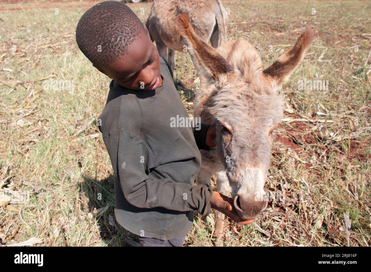 A boy hand feeding his family's donkey at a farm in Selous, Chegutu, Zimbabwe. Stock Photo