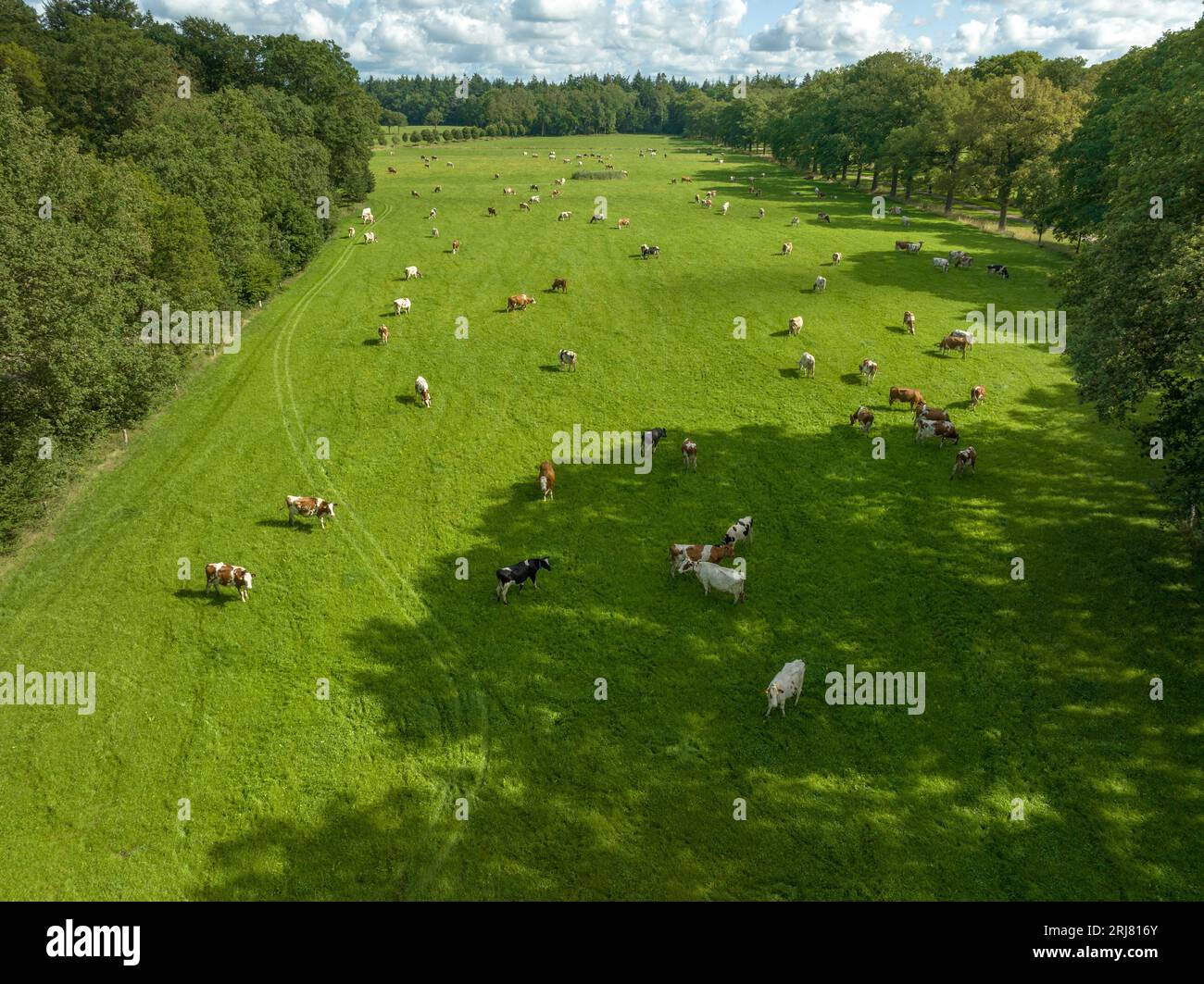 aerial view of frisian cows in a dutch meadow Stock Photo
