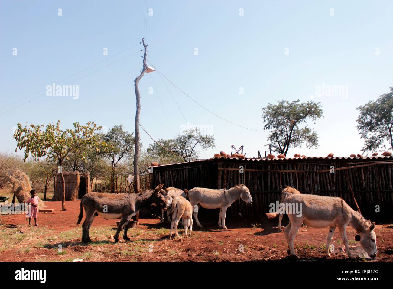 A grass house is seen connected to electricity poles at a farm household in rural Selous, Chegutu, Zimbabwe. Stock Photo