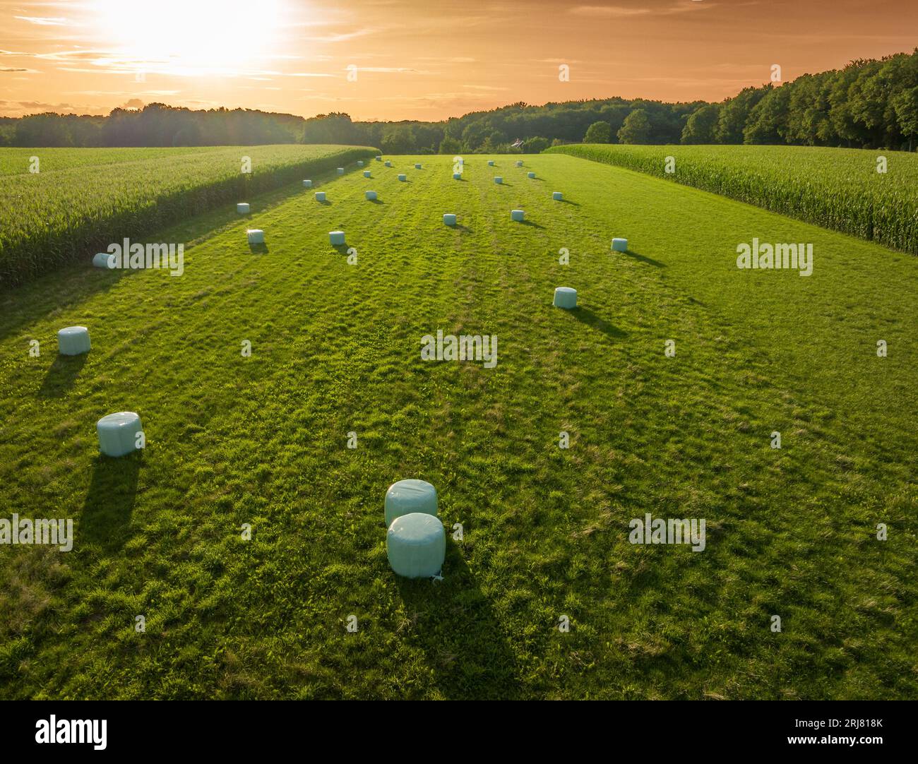 wrapped hay bales in a meadow with a nice sunset Stock Photo
