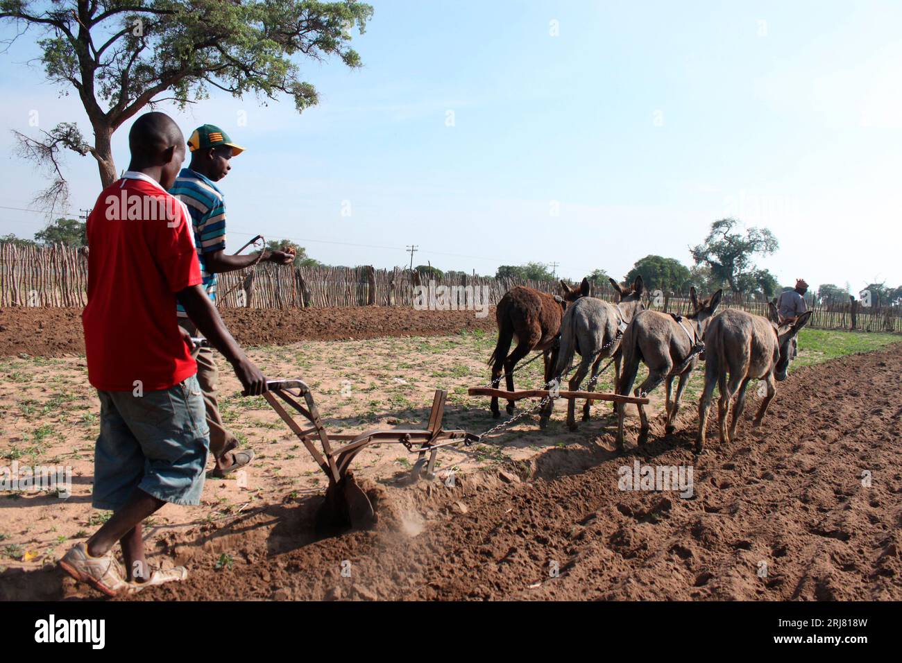 Men ploughing a field using donkey-drawn plow to prepare for the planting season. Gokwe, Zimbabwe. Stock Photo