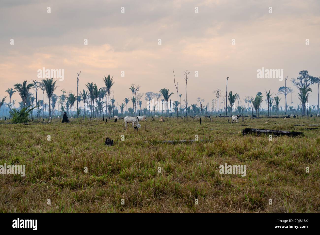 Cattle pasture and Amazon rainforest trees deforestation. Destroyed land in livestock farm. Amazonas, Brazil. Environment, ecology, global Warming. Stock Photo
