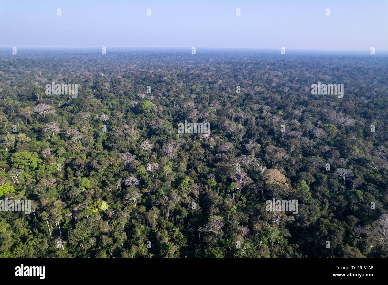 Amazon rainforest trees aerial beautiful drone view, primary forest in environmental conservation area. Amazonas, Brazil. Environment, ecology. Stock Photo
