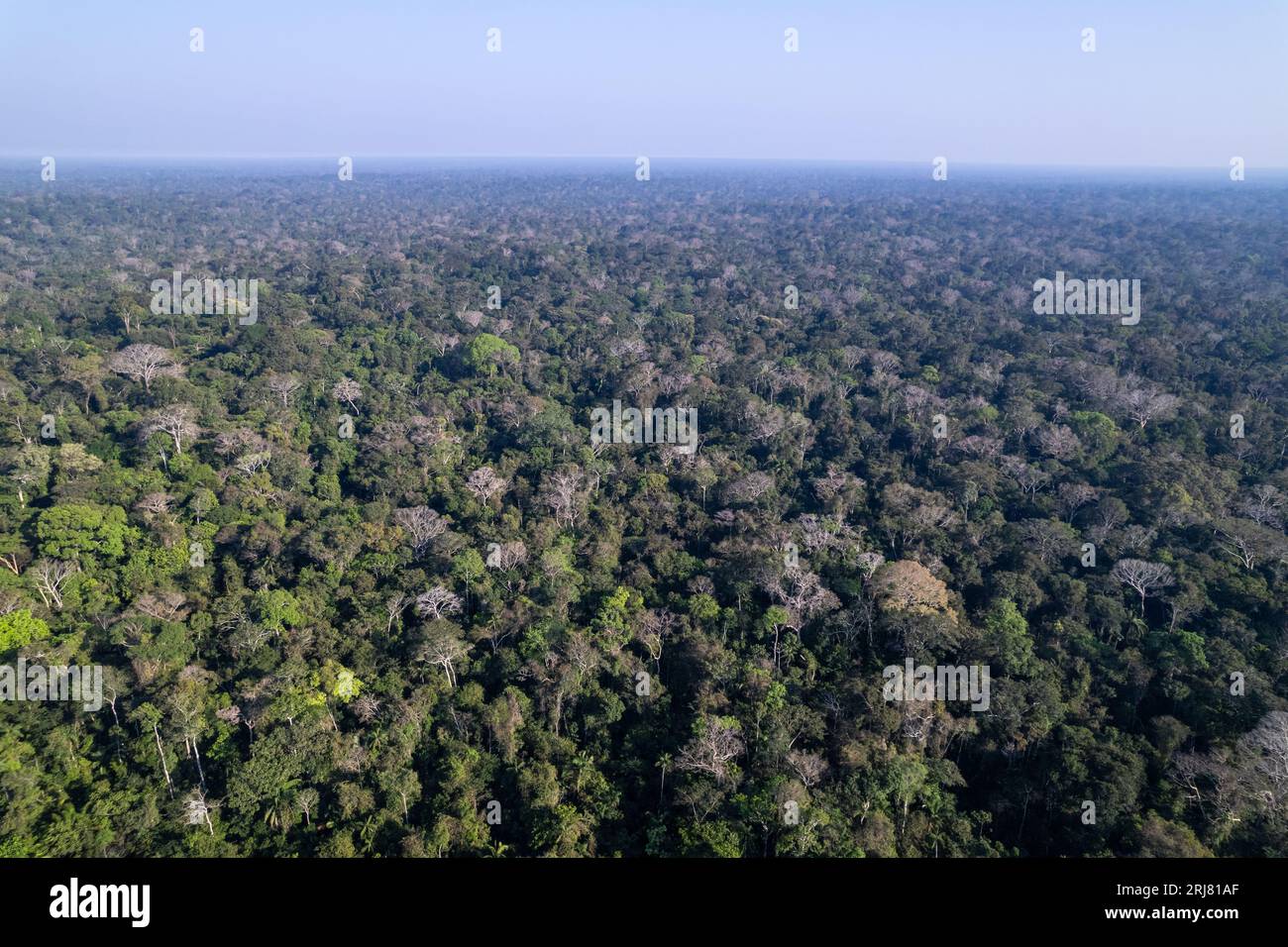 Amazon Rainforest Trees Aerial Beautiful Drone View Primary Forest In Amazon Rainforest Trees Aerial Beautiful Drone View Primary Forest In