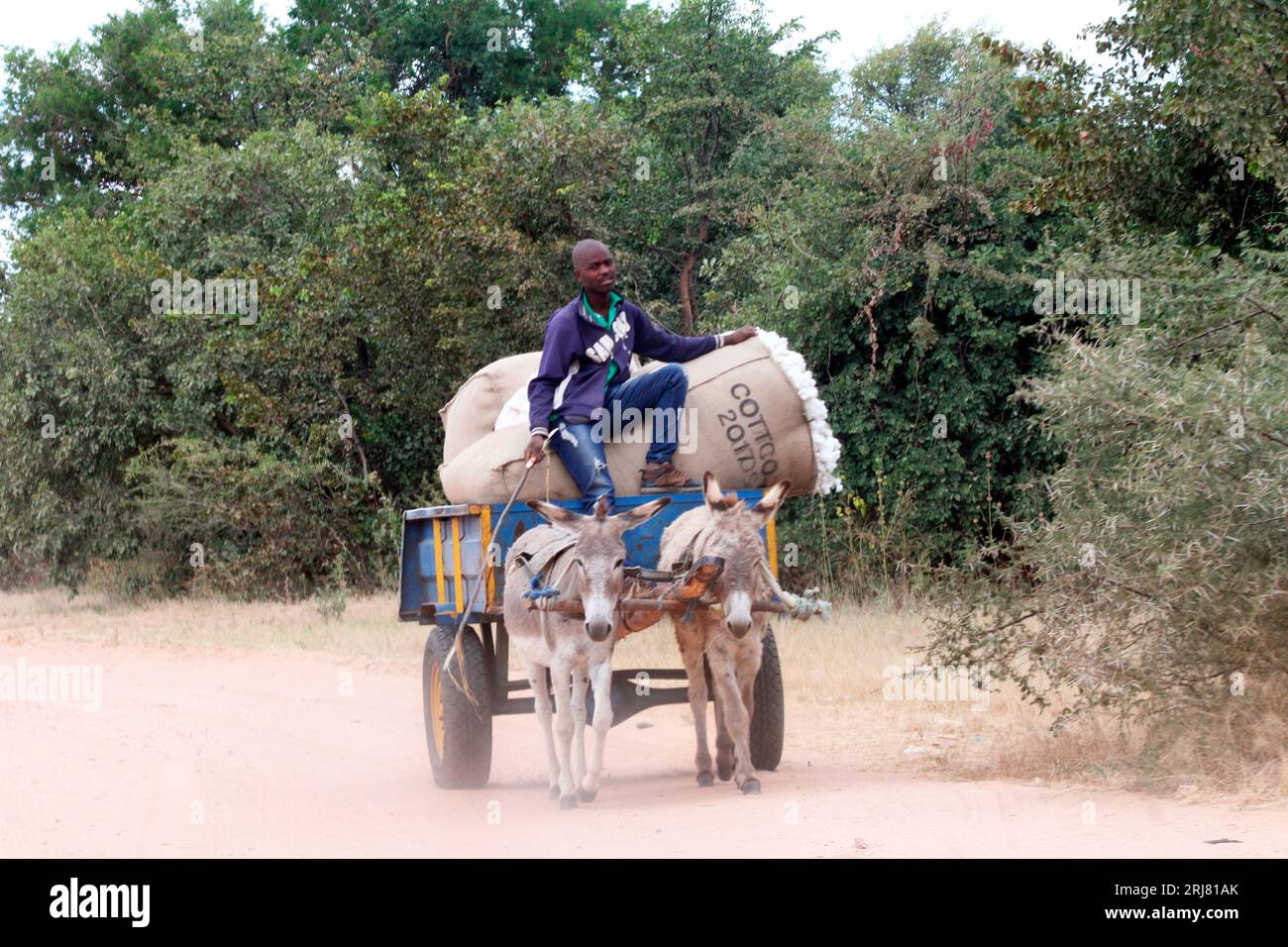 A man on his cart pulled by donkeys transporting cotton harvest to the mill in Gokwe. This town is known for cotton growing because of its dry climate. Gokwe, Zimbabwe. Stock Photo