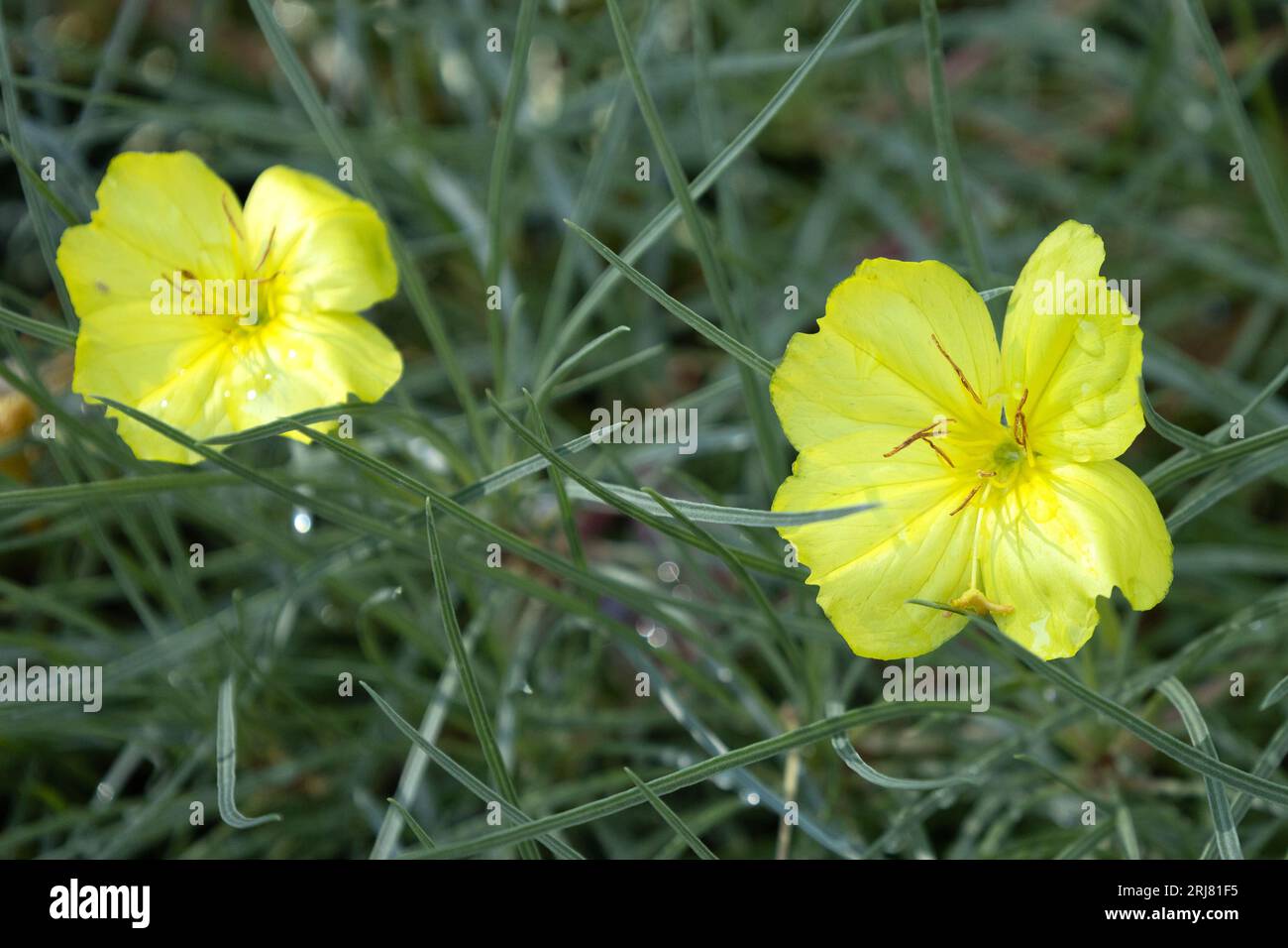 Oenothera fremontii 'Shimmer' flowers. Stock Photo