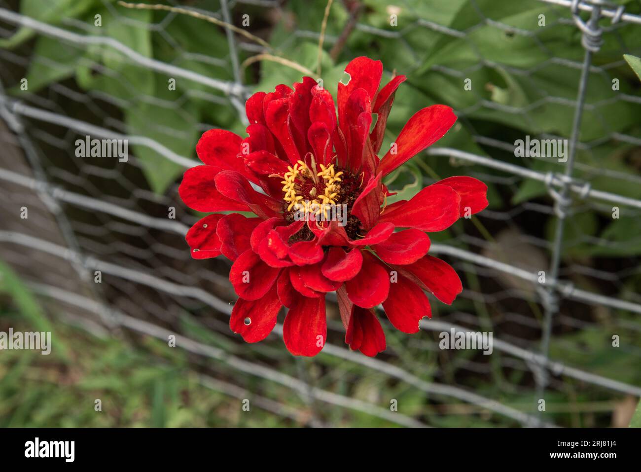 Red zinnias hi-res stock photography and images - Alamy