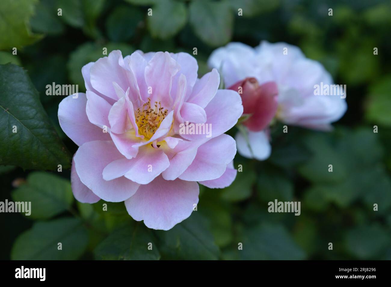 Rosa 'Distant Drums' rose flowers. Stock Photo