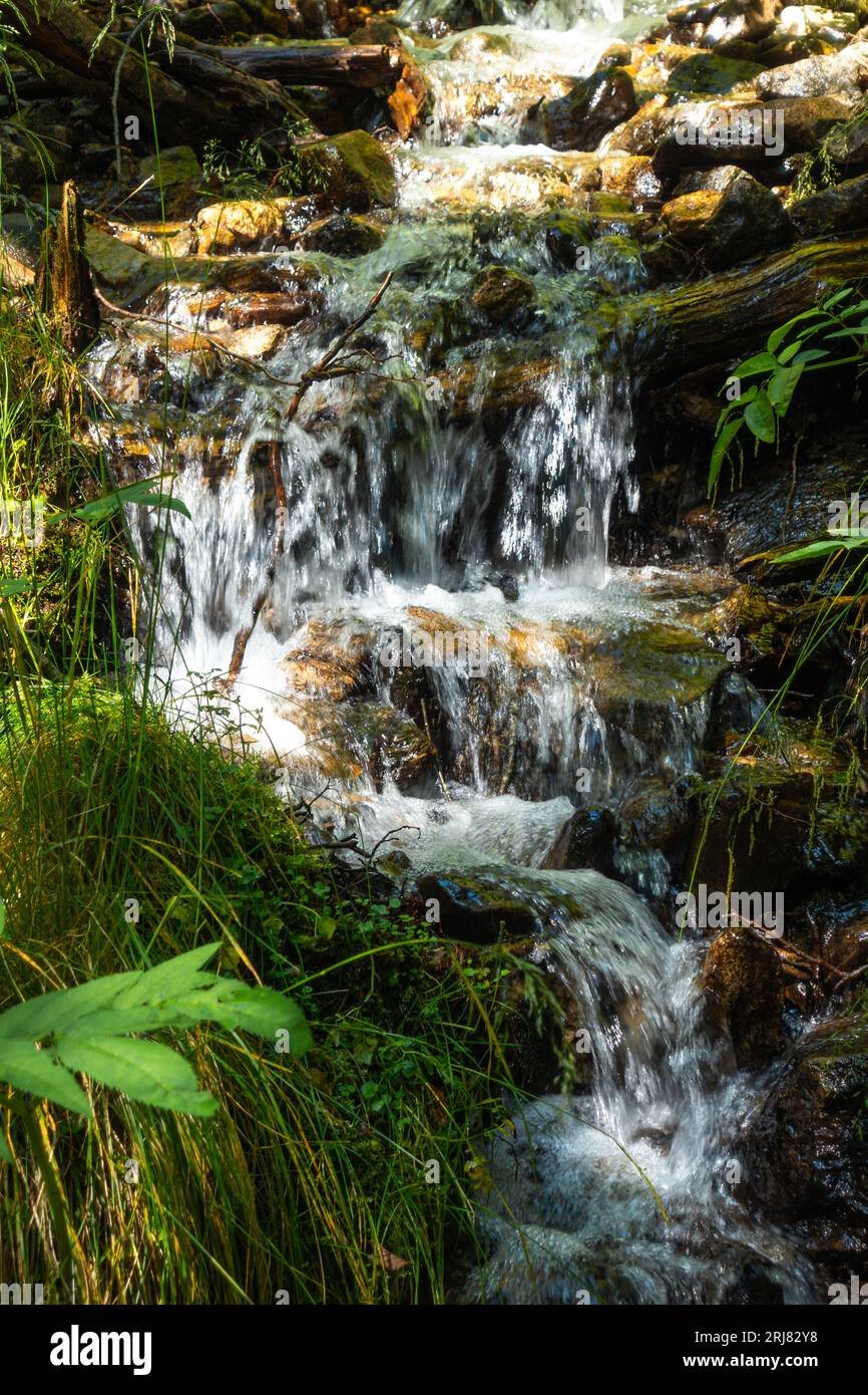 Forest stream with a small waterfall among green leaf vegetation Stock Photo
