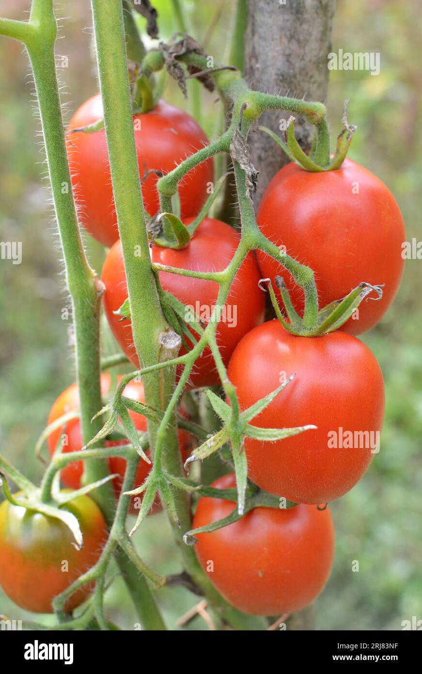 Tomatoes are grown in open organic soil Stock Photo