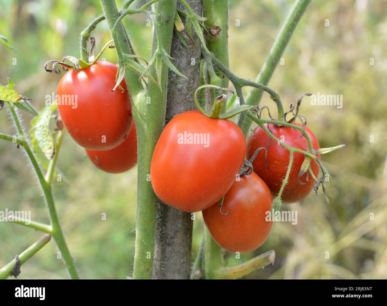 Tomatoes are grown in open organic soil Stock Photo