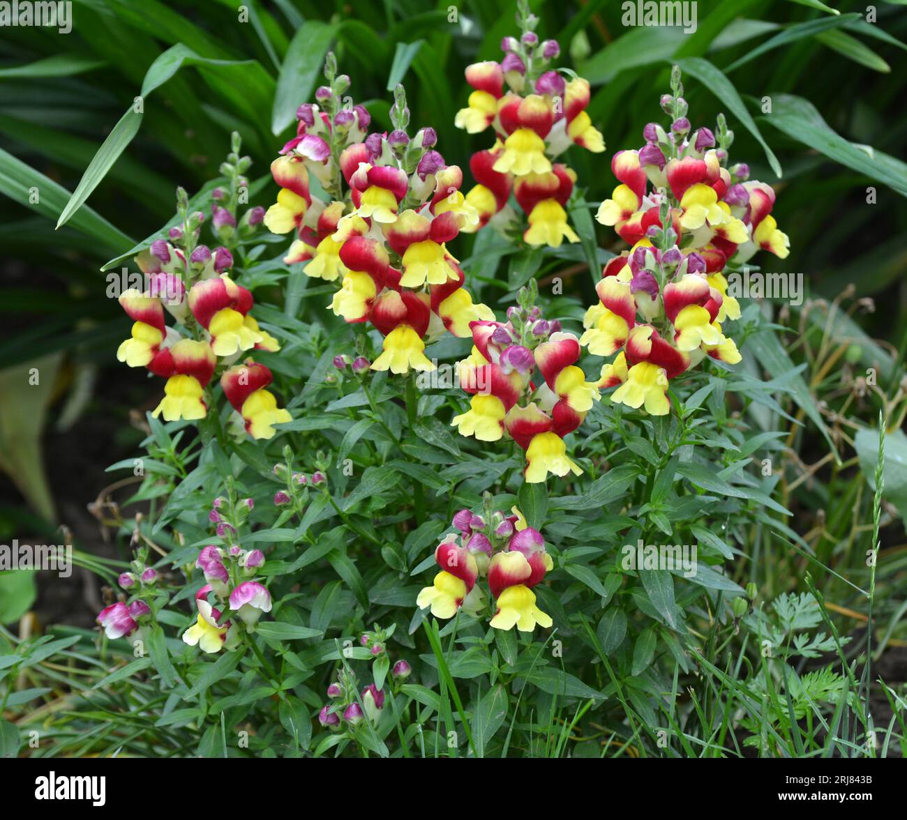 Antirrhinum blooms on a flower bed in the garden Stock Photo