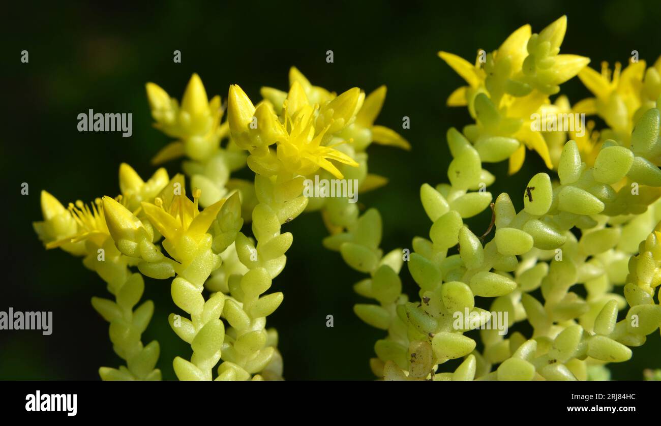 In the wild stonecrop (Sedum acre) grows on rocky soils Stock Photo Alamy