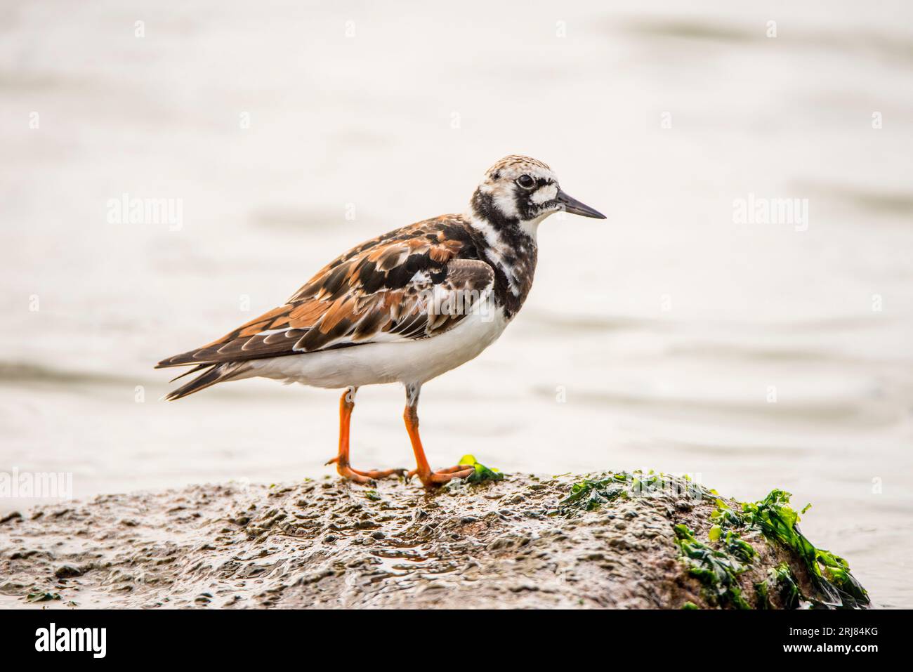 individual-adult-ruddy-turnstone-in-breeding-plumage-on-shore-habitat